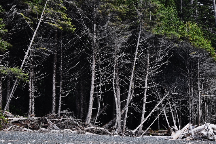 trees on beach